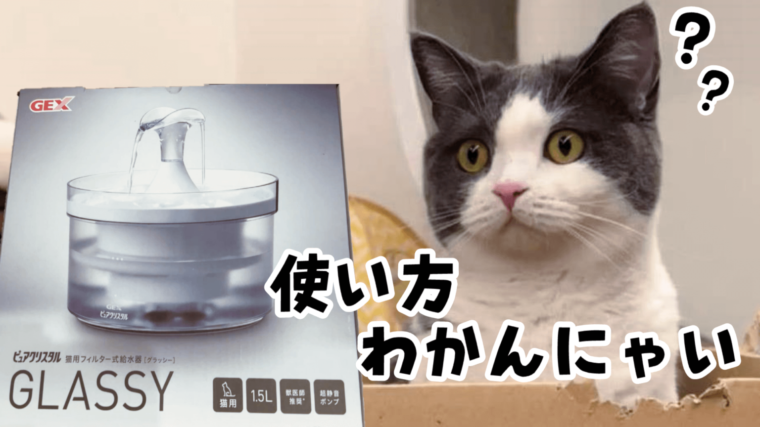 自動給水器の使い方を間違う猫が可愛すぎた【ピュアクリスタルGLASSY